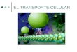 EL TRANSPORTE CELULAR. Sumario  Historia de la Teoría Celular  Estructura y función celular  Transporte celular 1. Membrana Celular 2. La Difusión