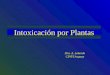 Intoxicación por Plantas Dra. A. Laborde CIAT/Uruguay