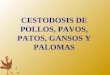 CESTODOSIS DE POLLOS, PAVOS, PATOS, GANSOS Y PALOMAS