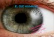 EL OJO HUMANO CINDY NONSOQUE KAREN LOPEZ NATHALIA CUBIDES 11-02