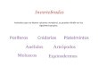 Invertebrados Animales que no tienen columna vertebral, se pueden dividir en los siguientes grupos: PoríferosCnidariosPlatelmintos Anélidos Moluscos Artrópodos