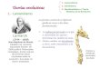 Teorías evolutivas 1.- Lamarckismo Lamarck (1744 – 1829) Jean Baptiste de Monet, caballero de Lamarck, naturalista francés. En 1809 publicó Philosophie
