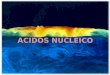 ACIDOS NUCLEICO. Los ácidos nucleídos son macromoléculas complejas de suma importancia biológica, ya que todos los organismos vivos contienen ácidos nucleídos