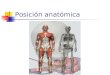 Posición anatómica. Posición anatómica. Además, el ser humano se puede colocar: De espaldas  decúbito "supino" De estómago  decúbito "prono" De lado