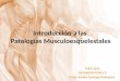 Introducción a las Patologías Musculoesquelestales THER 2030 DIFUNSION FISICA II Profa: Karina Santiago Rodriguez