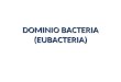 DOMINIO BACTERIA (EUBACTERIA). CARACTERISTICAS Morfológicamente simples y pequeños 1 molécula circular de ADN