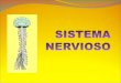 EL SISTEMA NERVIOSO El sistema nervioso es el conjunto de células encargadas de recibir algún tipo de estímulos, para interpretarlo y emitir una reacción