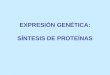 EXPRESIÓN GENÉTICA: SÍNTESIS DE PROTEÍNAS. El código genético Características: Específico Degenerado (con redundancias) Universal (algunas excepciones)