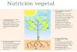 Nutrición vegetal. Partes de las plantas Elementos nutricionales del suelo