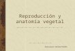Reproducción y anatomía vegetal Instructora: Yanitza Padilla