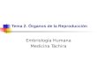Tema 2. Órganos de la Reproducción Embriología Humana Medicina Táchira