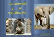 Los animales y su reproducción Los animales y su reproducción Profesora: Ania Castillo. Segundos años básicos 2011
