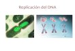 Replicación del DNA. DNA RNA proteina transcripcióntraducciónreplicación Transcripción inversa Dogma Central