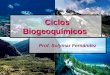 Ciclos Biogeoquímicos Ciclos Biogeoquímicos Prof. Solymar Fernández