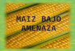 MAIZ BAJO AMENAZA. Enero de1994, Greenpeace advierte a México de la contaminación de maíz transgénicos contaminando a la variadad nativa. El 25 de mayo