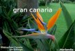 gran canaria Marilandia Música:Gran Canaria Los Gofiones