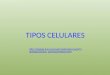 TIPOS CELULARES  stologia/celulas_parenquimaticas.htm