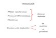 TRADUCCIÓN - ARN de transferencia - Aminoacil tRNA sintetasa - Ribosomas -El proceso de traducción elementos necesarios en eucariotas en procariotas