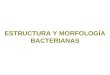 ESTRUCTURA Y MORFOLOGÍA BACTERIANAS. Morfología bacteriana