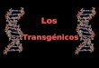 Los Transgénicos. ¿Qué es un transgénico? Un transgénico es un organismo modificado genéticamente, (OMG). Es un organismo vivo que ha sido creado artificialmente
