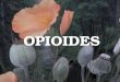 OPIOIDES. Opio griego = jugo. La droga deriva del jugo de la amapola (Papaver Somniferum)