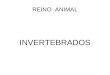 REINO ANIMAL INVERTEBRADOS. Filo PORIFEROS (esponjas)