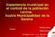 Experiencia municipal en el control de la población canina. Ilustre Municipalidad de la Serena Marcela Jiménez Vásquez Médico Veterinario