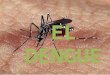 Dengue es una enfermedad causada por un virus que se transmite a través de la picadura de un mosquito perteneciente al género Aedes, principalmente el