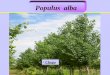 Chopo Populus alba. Distribución geográfica: En el centro y sur de Europa, oeste de Asia y norte de África. En la Península repartida por todo el territorio