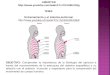 LIBERTAD  TEMA: Entrenamiento y el sistema pulmonar  OBJETIVO: Comprender