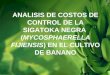ANALISIS DE COSTOS DE CONTROL DE LA SIGATOKA NEGRA (MYCOSPHAERELLA FIJIENSIS) EN EL CULTIVO DE BANANO