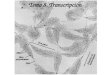 Tema 8. Transcripción. dogma central de la biología molecular síntesis de RNA: RNA polimerasa 5’->3’, complementaria, antiparalela la transcripción es