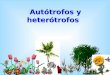 Autótrofos y heterótrofos Autótrofos y heterótrofos