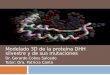 Modelado 3D de la proteína DHH silvestre y de sus mutaciones Dr. Gerardo Cobos Salcedo Tutor: Dra. Patricia Canto