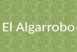 El Algarrobo. ALGARROBO BLANCO El algarrobo blanco (Prosopis alba) es una especie arbórea de Sudamérica que habita el centro de Argentina, la eco región