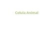 Celula Animal Que es la celula animal Una célula animal es un tipo de célula eucariota de la que se componen muchos tejidos en los animales