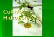 Cultivos Hidropónicos. Definiciones  Se inició para hacer estudios de nutrición vegetal.  Su etimología significa hydros = agua y ponos = trabajo o