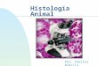 Histología Animal Por: Yanitza Padilla. Tejido Definición Consiste de células asociadas y similares adaptadas para llevar a cabo una función específica