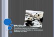 P ANDAS ! Mamiferos a punto de extinguirse. La proteccion de Pandas en las montanas Quinling en China