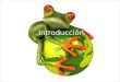 ©2009 Rainforest Alliance IntroducciónIntroducción Idioma: Español Versión: 2011