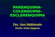 PARENQUIMA-COLENQUIMA- ESCLERENQUIMA Dra. Sara Maldonado Diseño: Julieta Magnano