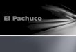 Una teoría viene de El Paso, Tejas que fue conocido como “Chuco Town” “Voy pa’ El Chuco  Pachuco Otra teoría “pachuco” viene de “pocho”, un mexicano