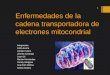 Enfermedades de la cadena transportadora de electrones mitocondrial Integrantes: Karla Acuña Jordan Castro Jimena Cazanga Juan Gil Marian Hernández Yonely