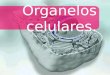 Organelos celulares.. Objetivos  Definir el concepto de organelo.  Describir la estructura y función de los organelos celulares.  Establecer relaciones
