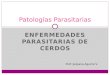 ENFERMEDADES PARASITARIAS DE CERDOS Patologías Parasitarias Prof: Judyana Aguirre V