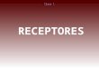 RECEPTORES Clase 1 DESCRIPCIÓN DE LOS RECEPTORES: Exterorreceptores: captan los estímulos provenientes del exterior. Telerreceptores: órganos de la visión