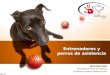 Entrenadores y perros de asistencia Alex Letelier Castro Entrenador de Perros de Asistencia Presidente Fundación Mastercan Chile