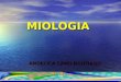 MIOLOGIA ANGELICA CANO BUITRAGO. MIOLOGIA Los músculos se pueden clasificar morfológicamente y funcional/ : Músculos lisos (Involuntarios) no estriado