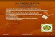 Rubén PintaProyecto BIo --Humus1 LA LOMBRICULTURA Vermiculture 1. Concepto De Lombricultura 2. La Lombriz Roja Californiana 2.1. Clasificaci ó n Zool ó