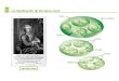 La clasificación de los seres vivos Reino Filum o división Clase Orden Familia Género Especie Carl von Linneo